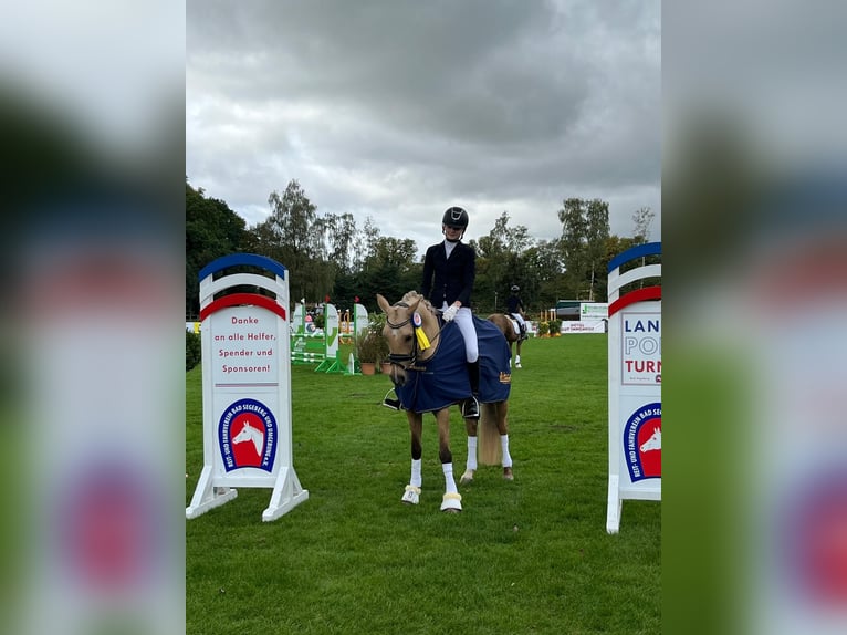 Poni alemán Yegua 8 años 145 cm Palomino in Mohrkirch