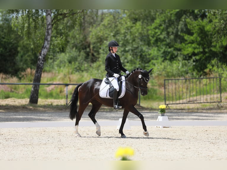 Poni alemán Yegua 8 años 146 cm Negro in Lintgen