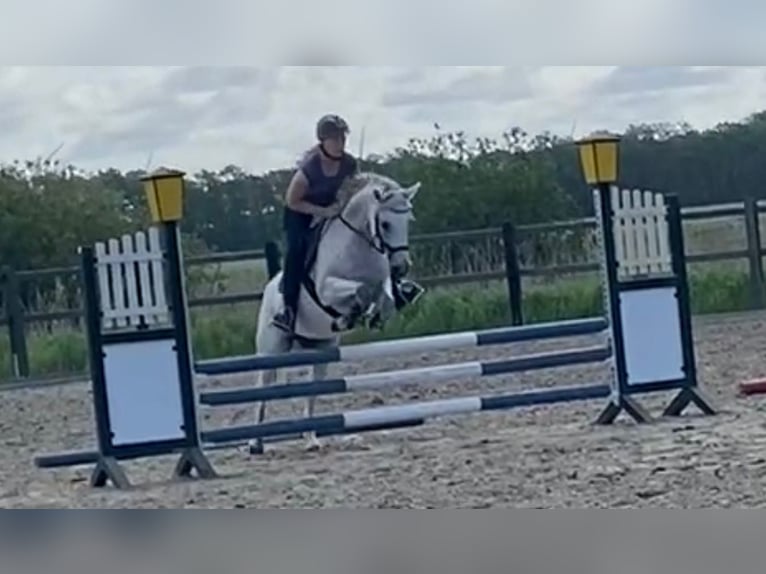Poni alemán Yegua 8 años 146 cm Tordo picazo in leck