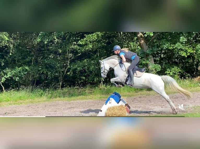 Poni alemán Yegua 8 años 146 cm Tordo picazo in leck