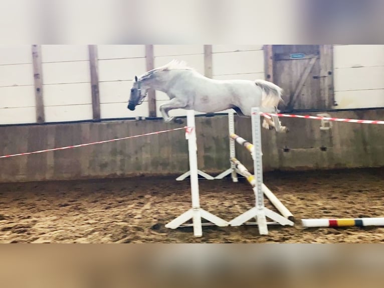 Poni alemán Yegua 8 años 146 cm Tordo picazo in leck