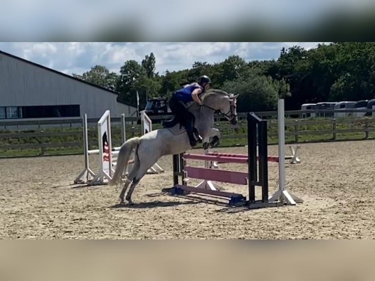 Poni alemán Yegua 8 años 146 cm Tordo picazo in leck