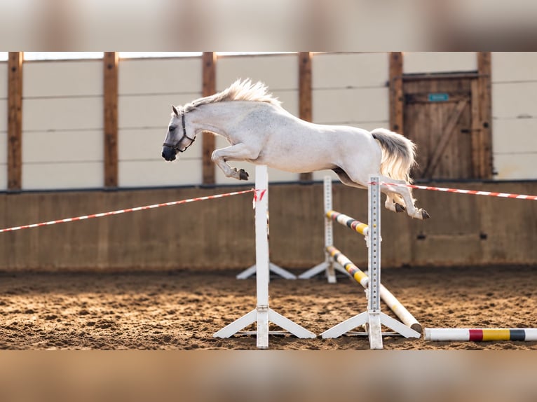 Poni alemán Yegua 8 años 146 cm Tordo picazo in leck