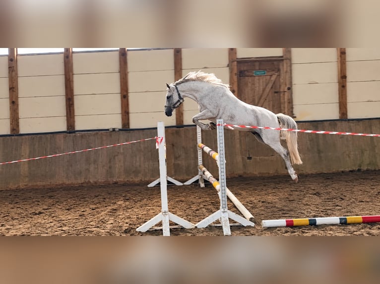Poni alemán Yegua 8 años 146 cm Tordo picazo in leck