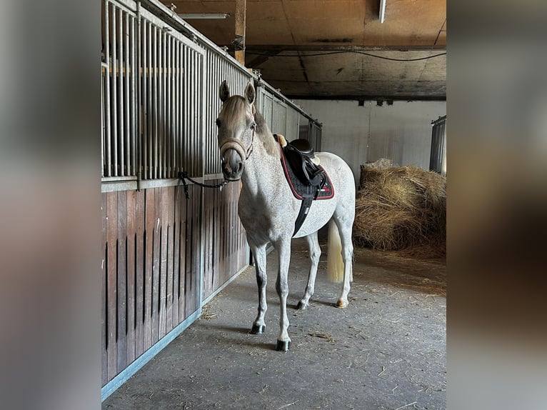 Poni alemán Yegua 8 años 146 cm Tordo picazo in leck