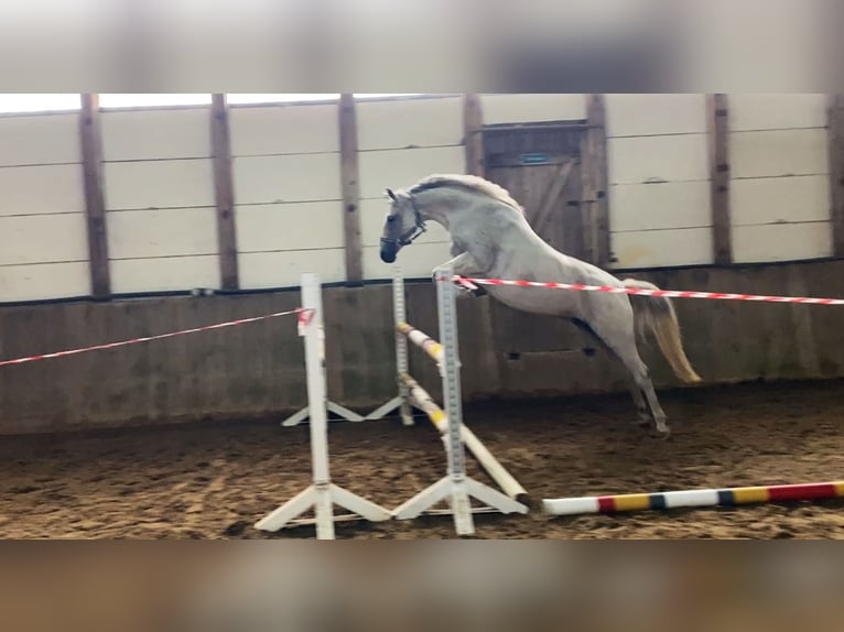 Poni alemán Yegua 8 años 146 cm Tordo picazo in leck