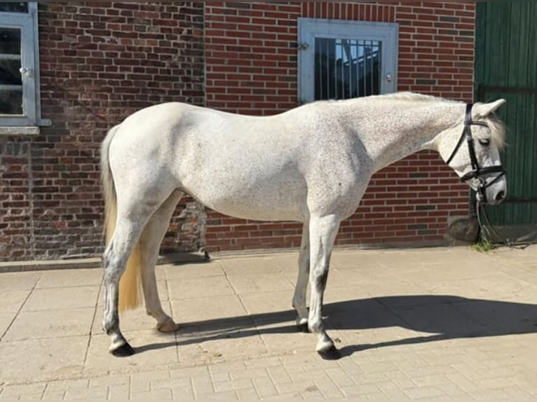 Poni alemán Yegua 8 años 146 cm Tordo picazo in leck