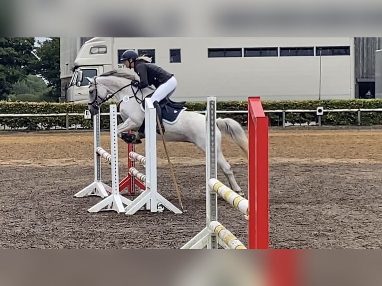 Poni alemán Yegua 8 años 146 cm Tordo picazo in leck