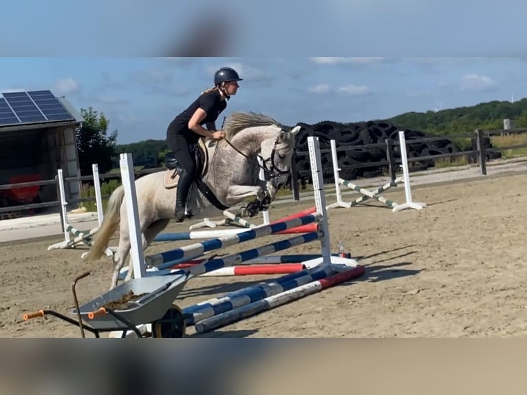 Poni alemán Yegua 8 años 146 cm Tordo picazo in leck