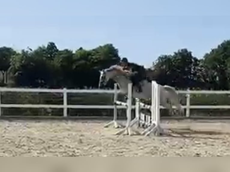 Poni alemán Yegua 8 años 146 cm Tordo picazo in leck