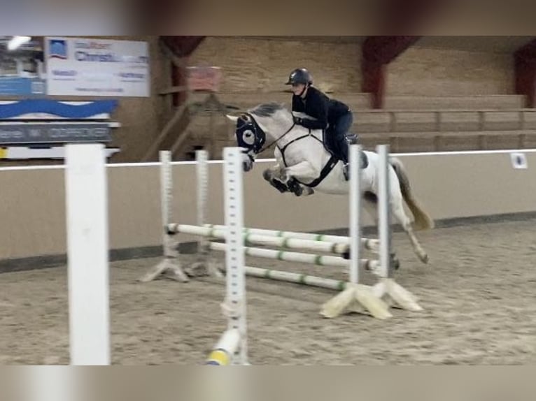 Poni alemán Yegua 8 años 146 cm Tordo picazo in Neukirchen