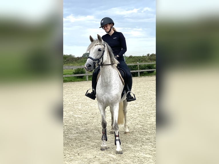 Poni alemán Yegua 8 años 146 cm Tordo picazo in Neukirchen