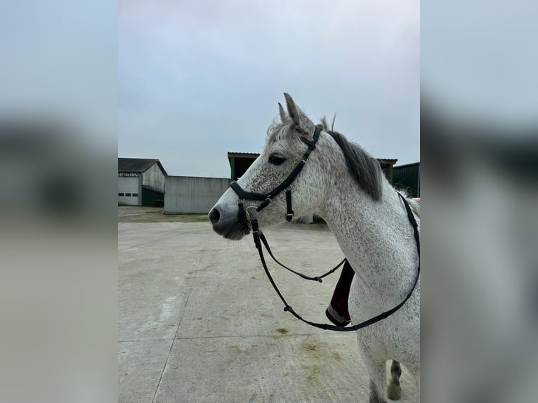 Poni alemán Yegua 8 años 146 cm Tordo picazo in Neukirchen