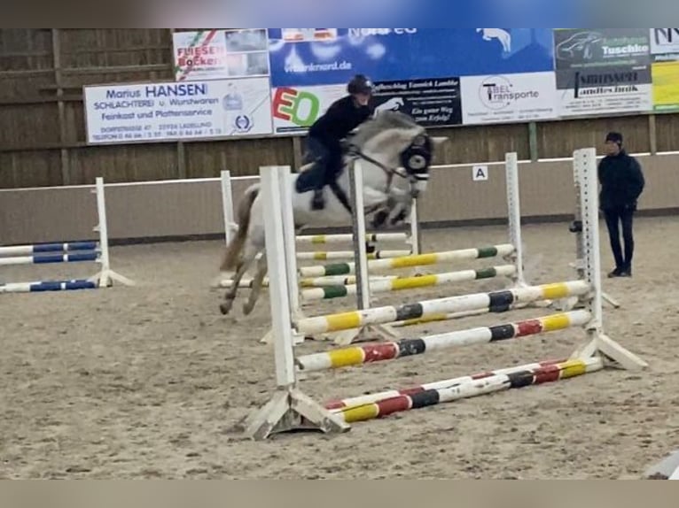 Poni alemán Yegua 8 años 146 cm Tordo picazo in Neukirchen