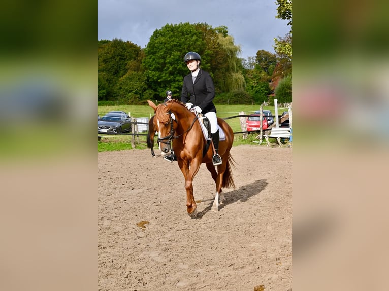 Poni alemán Yegua 8 años 147 cm Alazán in Aachen