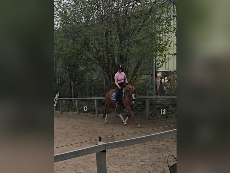 Poni alemán Yegua 8 años 147 cm Alazán in Sarzbüttel