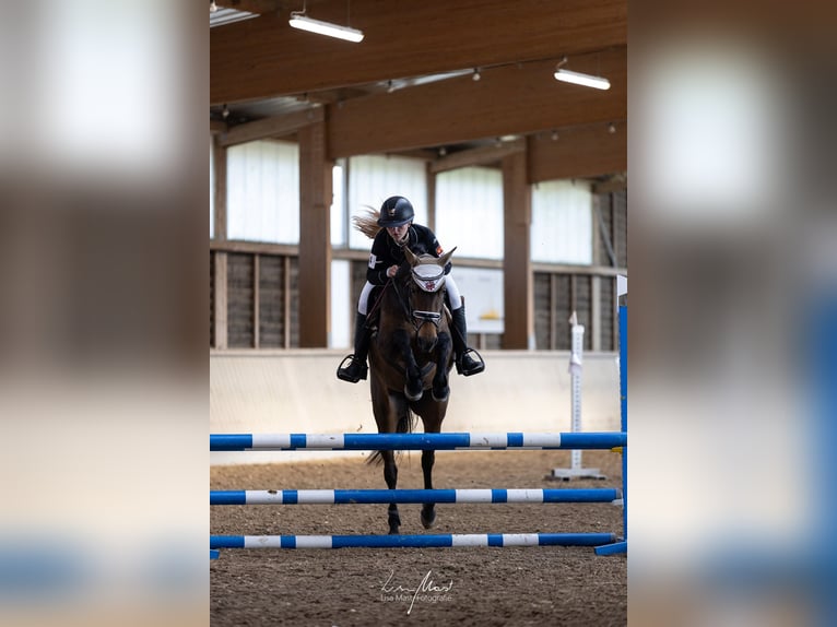 Poni alemán Yegua 8 años 147 cm Castaño in Kaltenbach