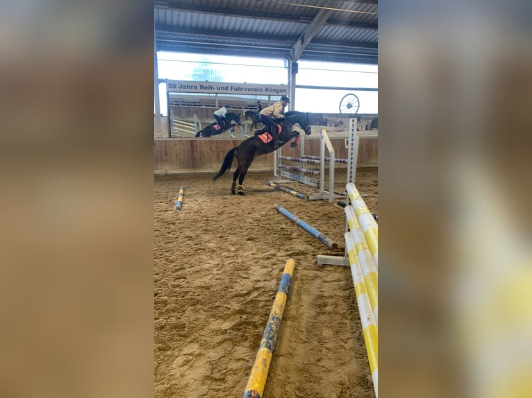 Poni alemán Yegua 8 años 147 cm Castaño in Kaltenbach