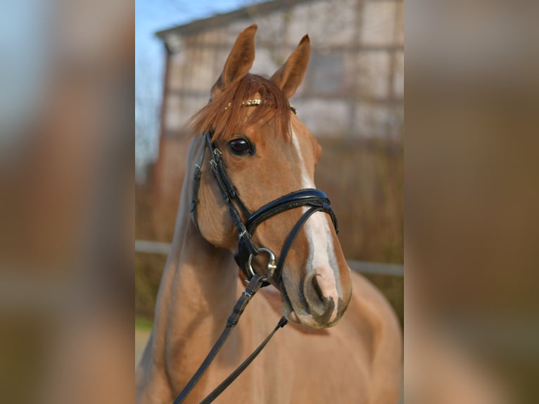 Poni alemán Yegua 8 años 148 cm Alazán in Geilenkirchen