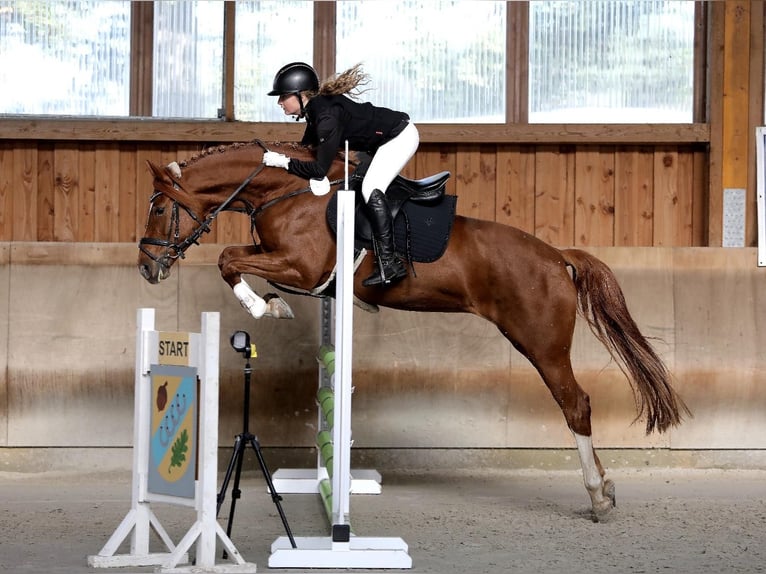 Poni alemán Yegua 8 años 148 cm Alazán in Stahnsdorf