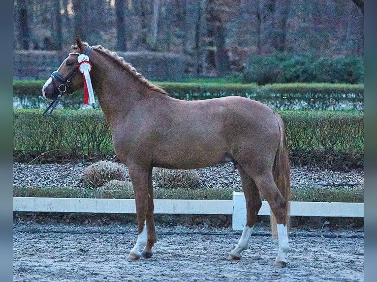 Poni alemán Yegua 8 años 148 cm Alazán in Neunkirchen