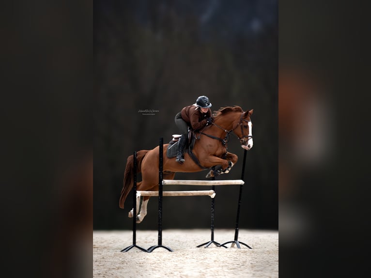 Poni alemán Yegua 8 años 148 cm Alazán in Chambery