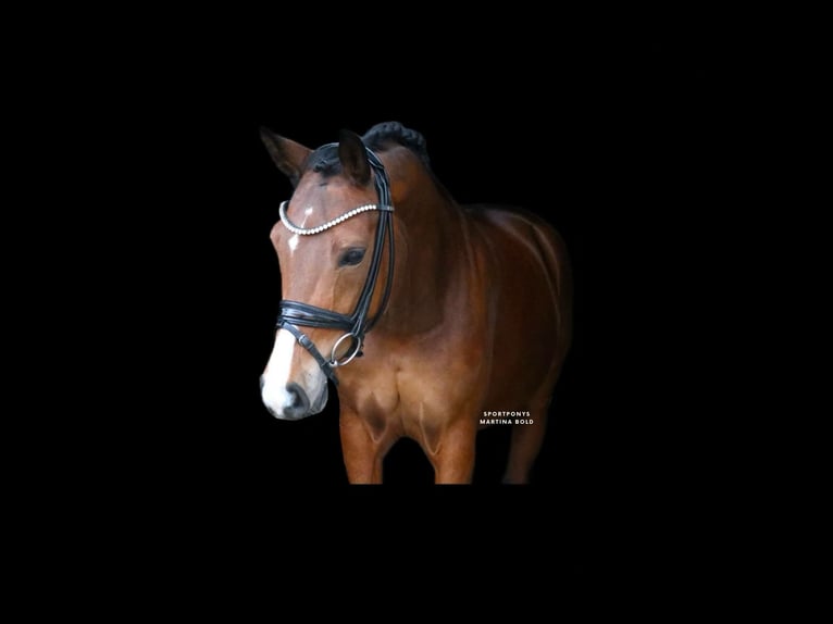 Poni alemán Yegua 8 años 148 cm Castaño in Recke, bei Osnabrück