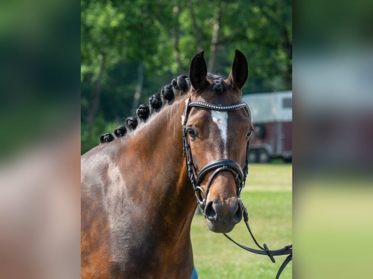 Poni alemán Yegua 8 años 148 cm Castaño in Raesfeld
