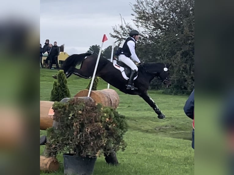 Poni alemán Yegua 8 años 148 cm Castaño in Großhennersdorf