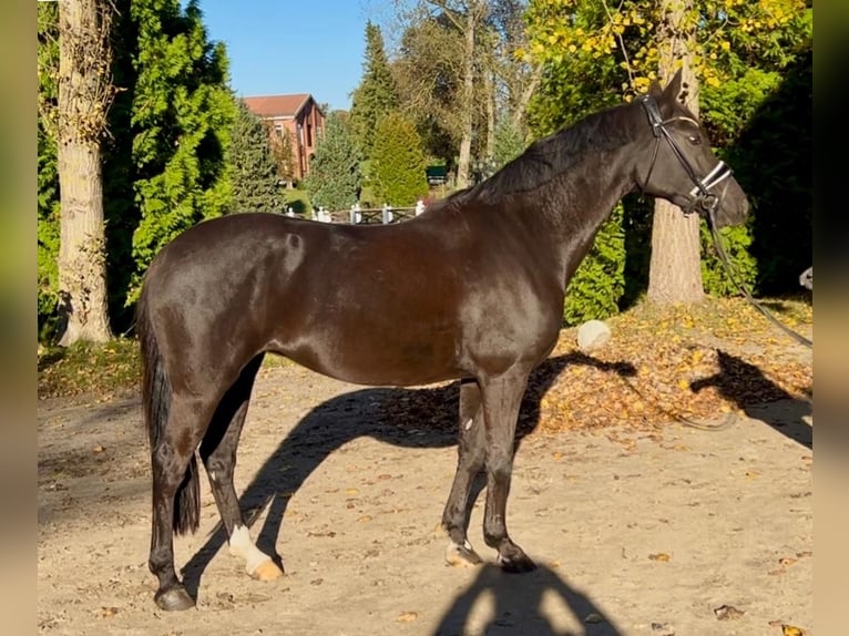 Poni alemán Yegua 8 años 148 cm Negro in Schönhorst Poni alemán Yegua 8 años 148 cm Negro in Schönhorst