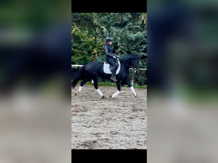 Poni alemán Yegua 8 años 148 cm Negro in Schönhorst Poni alemán Yegua 8 años 148 cm Negro in Schönhorst