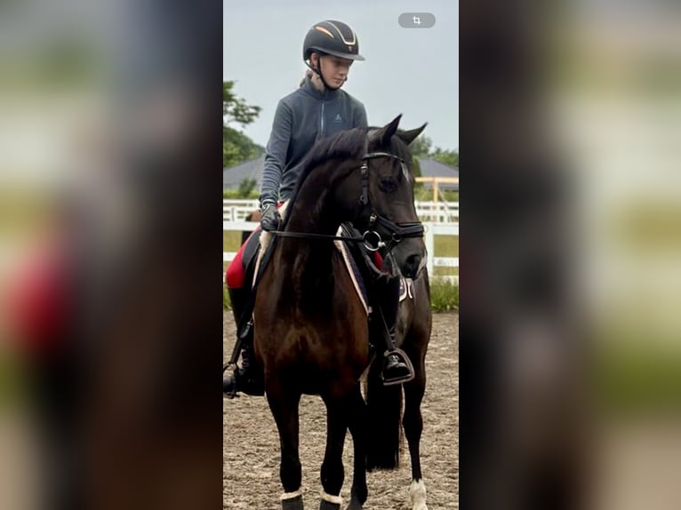 Poni alemán Yegua 8 años 148 cm Negro in Schönhorst Poni alemán Yegua 8 años 148 cm Negro in Schönhorst