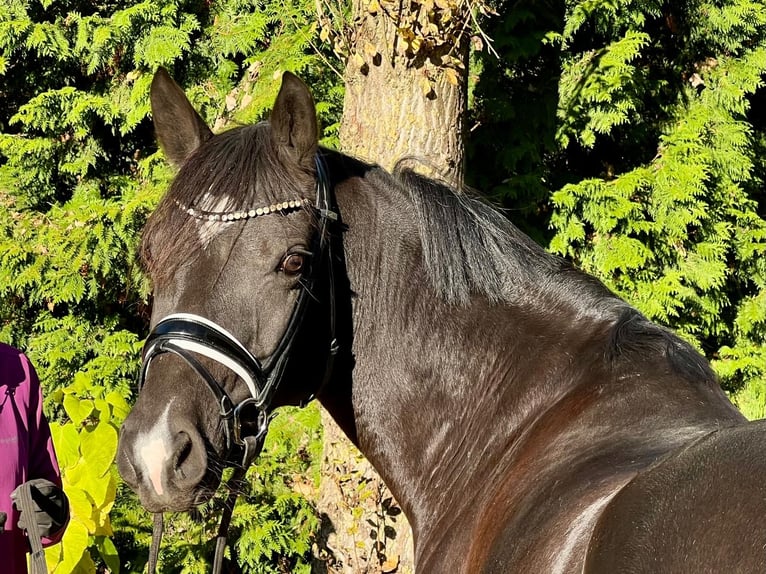 Poni alemán Yegua 8 años 148 cm Negro in Schönhorst Poni alemán Yegua 8 años 148 cm Negro in Schönhorst
