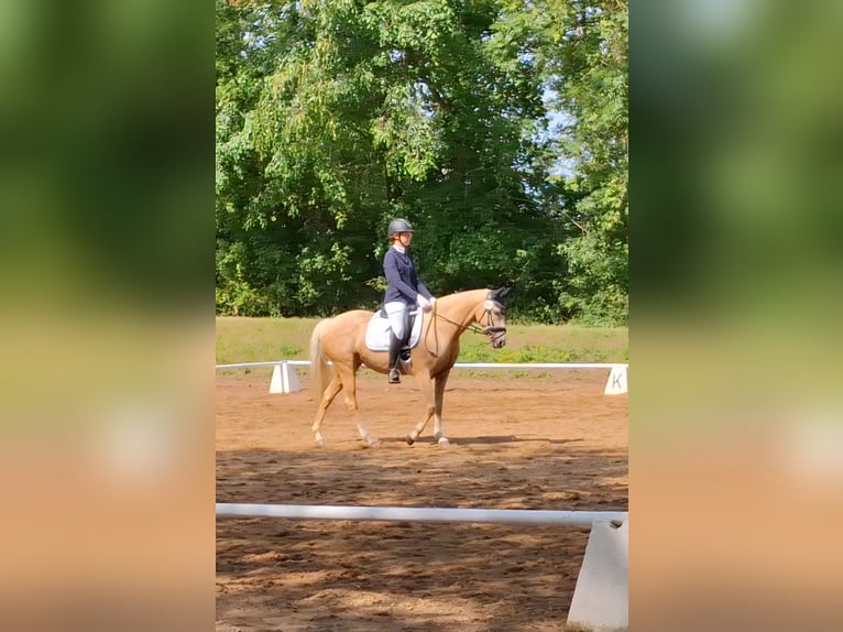 Poni alemán Yegua 8 años 148 cm Palomino in Gröningen