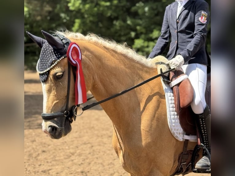 Poni alemán Yegua 8 años 148 cm Palomino in München