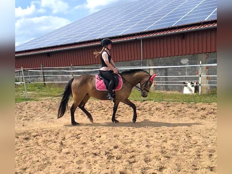 Poni alemán Yegua 8 años 149 cm Buckskin/Bayo in Knetzgau