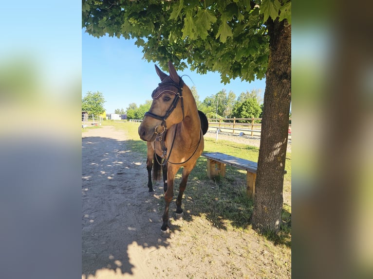 Poni alemán Yegua 8 años 149 cm Buckskin/Bayo in Knetzgau