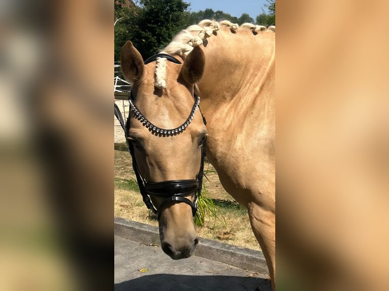 Poni alemán Yegua 8 años 152 cm Palomino in Haunetal