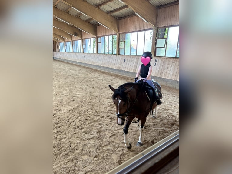 Poni alemán Mestizo Yegua 8 años 152 cm Pío in P&#xFC;rgen
