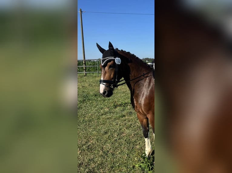 Poni alemán Mestizo Yegua 8 años 152 cm Pío in P&#xFC;rgen