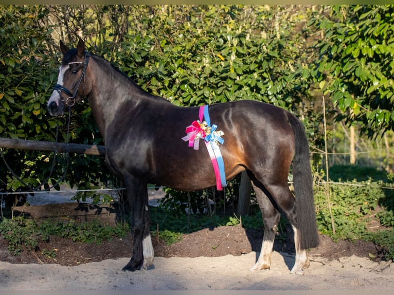 Poni alemán Yegua 8 años 153 cm Morcillo in Dörpstedt