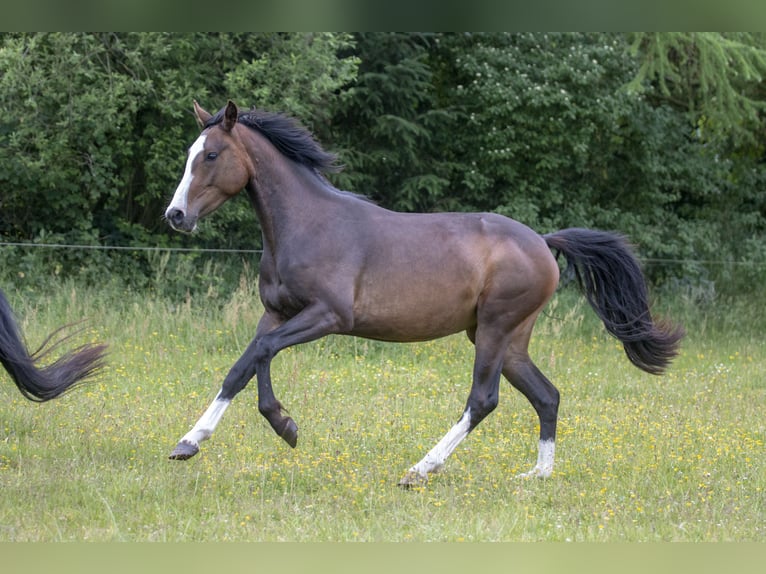 Poni alemán Yegua 8 años 153 cm Morcillo in Dörpstedt