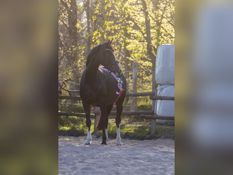 Poni alemán Yegua 8 años 153 cm Morcillo in Dörpstedt