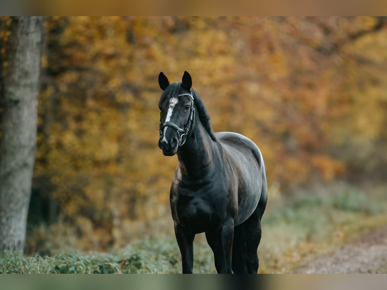 Poni alemán Yegua 8 años 153 cm Negro in Braunschweig