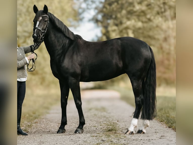 Poni alemán Yegua 8 años 153 cm Negro in Braunschweig