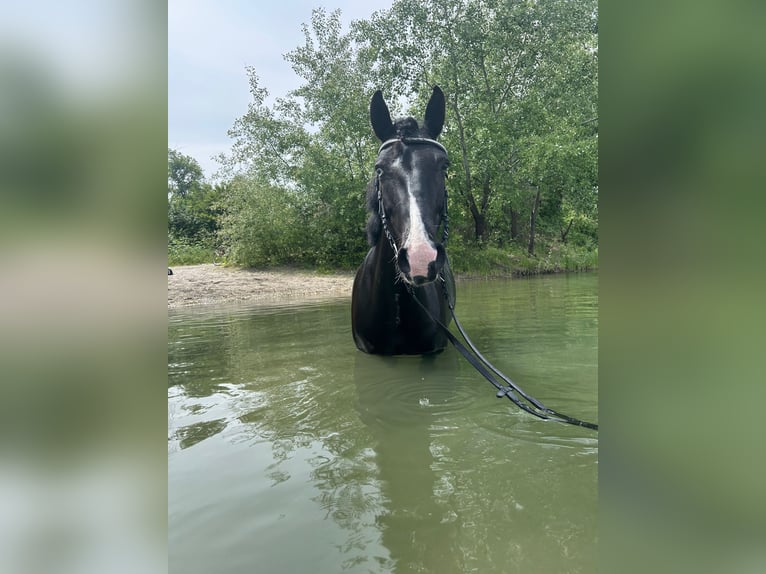 Poni alemán Mestizo Yegua 8 años 154 cm Negro in Ludwigshafen am RheinLudwigshafen