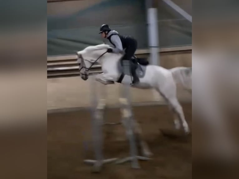 Poni alemán Yegua 8 años 155 cm Palomino in Donauwörth