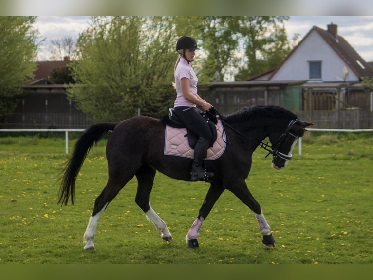Poni alemán Yegua 8 años 155 cm Tordillo negro in Rostock