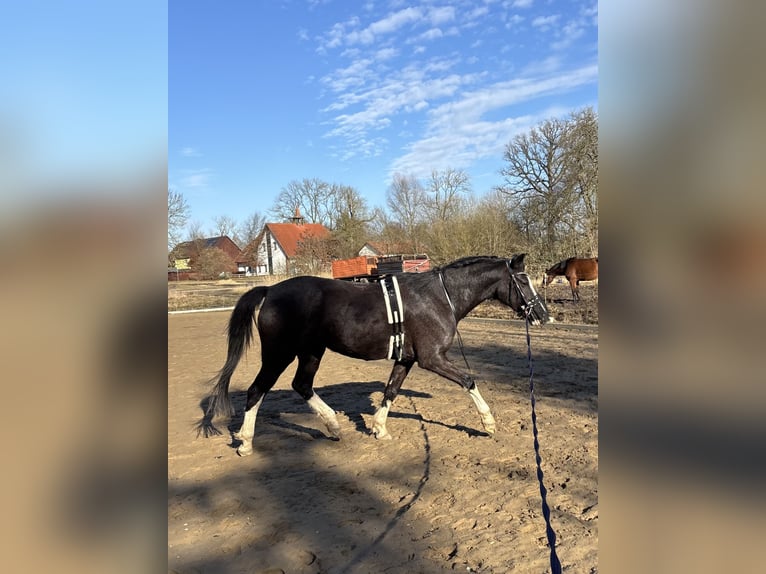 Poni alemán Yegua 8 años 155 cm Tordillo negro in Rostock