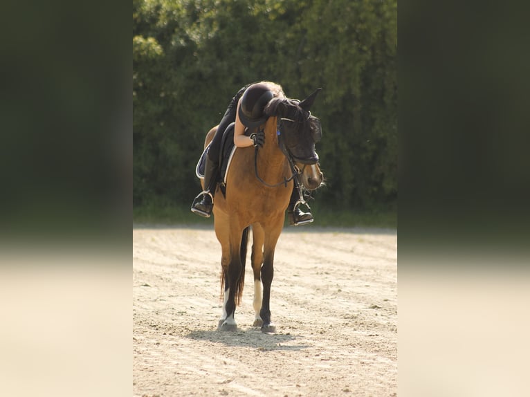 Poni alemán Yegua 8 años 157 cm Castaño in Viersen